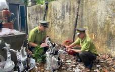 Muội hồng là cây gì mà bỗng gây 'sốt’, cơ quan chức năng phải vào cuộc?