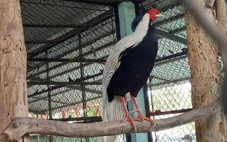 Thả gà lôi trắng cùng 18 loài động vật rừng về Vườn quốc gia U Minh Thượng