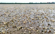 Vì sao hàng trăm tấn ngao bất ngờ chết trắng bãi nuôi