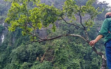 Muội hồng và những cơn sốt lặp lại