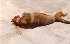 Bạn đọc xót thương vụ cụ ông 83 tuổi bị chó nuôi cắn chết