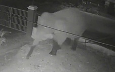 Voi rừng phá rào thép, 'đột nhập' trường học ở Sơn La