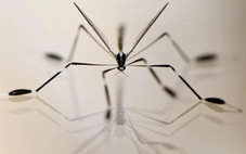 Loài côn trùng bay không cần vỗ cánh, xòe chân để 'đón gió'