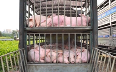 Tài xế chở thuê 100 con heo nhiễm dịch tả châu Phi vào phía Nam tiêu thụ