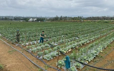 Sẽ có các vườn nông sản kiểu Nhật Bản tại vùng ven Đà Nẵng