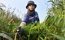 Len lỏi vào bụi rậm, hái đọt choại mưu sinh ở vùng ven TP.HCM