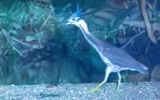 Loài chim cực hiếm 'mất tích' hơn thập kỷ bất ngờ tái xuất ở Ba Bể