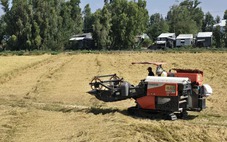 Nhiều nông dân sẽ giảm lúa vụ 3, hạn chế rủi ro do xăng dầu tăng