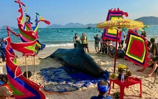 Cá voi nặng khoảng 2 tấn dạt vào bờ biển Đắk Lắk, dân nỗ  lực cứu không thành