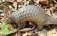 Tê tê Java, diều hoa Miến Điện, cu li nhỏ được thả về Vườn quốc gia Kon Ka Kinh