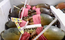 Cua biển Cà Mau tăng hơn 100.000 đồng/kg, chạm mốc 700.000 đồng/kg