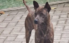 Con chó chỉ hiền với chủ, làm gì có chuyện 'chó tôi hiền lắm'