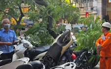 Cây xanh cỡ lớn trên phố Hà Nội bất ngờ gãy cành, đè loạt xe máy