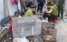 Tạm giữ 28 con chim không có giấy tờ, hồ sơ chứng minh nguồn gốc hợp pháp