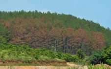 Hàng trăm cây thông vùng gần Đà Lạt bị đầu độc