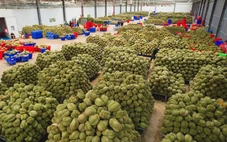 Đề nghị Bộ Công an xử lý việc mua bán mã số, làm sai lệch kết quả kiểm nghiệm nông sản, sầu riêng