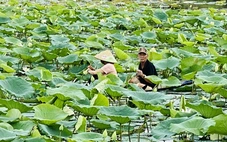 Cải thiện môi trường nước để phát triển cây sen ở Huế