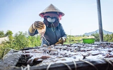 Dân kêu trời vì mùi hôi thối từ 50 cơ sở chế biến mực xà