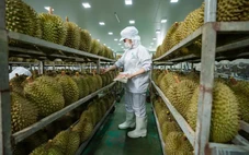 Cập nhật tư duy cũ về sầu riêng