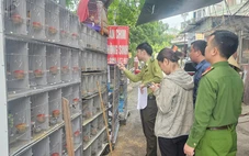 Xử lý 3 cửa hàng nuôi nhốt gần 1.000 cá thể chim hoang dã