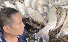 Vụ cá chết hàng loạt ở sông Lam: Nghệ An chỉ đạo rà soát nguồn thải