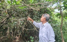 Phát hiện chim chết nghi bị săn bắn tại vườn chim nổi tiếng ở Vĩnh Long