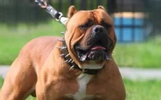 Bé trai bị đàn chó Bandog, Rottweiler tấn công khi câu cá