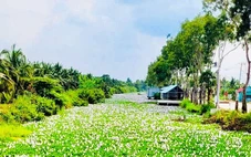Lục bình lên đời thành món ngon trong nhà hàng đãi khách