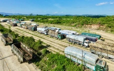 Nhà máy đường ở Đắk Lắk nêu nguyên nhân mua mía chậm, cam kết sẽ thu hết mía bao tiêu