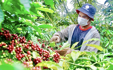 Nông dân trồng cà phê Tây Nguyên được trả bảo hiểm vì mưa lớn