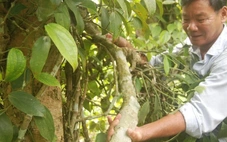 Tiêu Tiên Phước có chỉ dẫn địa lý