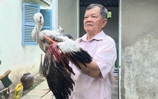 Chủ tịch tỉnh Vĩnh Long yêu cầu xử lý nghiêm nạn săn bắt chim hoang dã tại vườn chim Hai Chìa