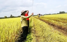 Đổi đời nhờ lúa hữu cơ, lúa sinh thái