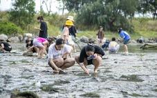 Đông nghịt người lội bùn 'săn' ốc móng tay trên vịnh Mân Quang