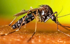 Chưa vào mùa cao điểm, Đồng Nai ghi nhận sốt xuất huyết Dengue gia tăng