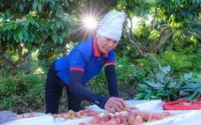 Nông dân thủ phủ vải thiều thức đêm ‘chạy đua’ với mặt trời để kịp xuất khẩu