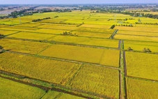 'Cánh đồng tri thức' ở Đồng bằng sông Cửu Long