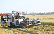 ĐBSCL: Bước ngoặt lịch sử trở thành hình mẫu nông nghiệp carbon thấp của châu Á