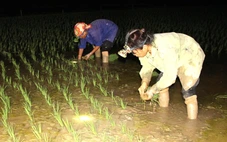 Nông dân Nghệ An đội đèn cấy lúa đêm tránh nắng nóng