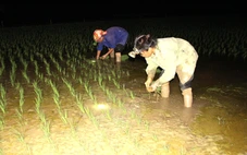 Nông dân Nghệ An đội đèn cấy lúa đêm tránh nắng nóng