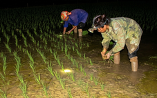 Nông dân Nghệ An đội đèn cấy lúa đêm tránh nắng nóng