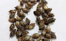 Sáu người ở vùng cao Thanh Hóa bị ngộ độc, nghi do ăn bọ xít