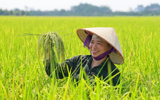Sẽ mở rộng quy mô sản xuất lúa giảm phát thải trên quy mô toàn quốc