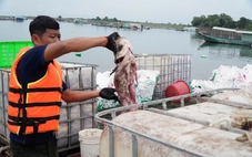 Cá lồng bè hồ Trị An chết trắng: Người dân nuôi tự phát, đang sắp xếp lại