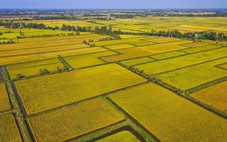 Nông nghiệp Việt Nam trước ngã rẽ mới