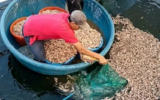 Hồ tôm nghi bị đầu độc chết sạch, công an vào cuộc điều tra 8 túi đất đèn dưới đáy hồ
