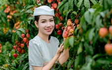 Giá vải thiều tăng mạnh chưa từng có