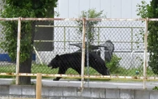 Nhật Bản bắt giữ gấu hoang sau chuỗi ngày gây hoang mang và khiến trường học đóng cửa