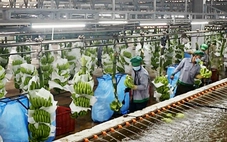 Hàng Việt trong chuỗi ASEAN: Nhiều cơ hội và sức ép cạnh tranh từ thị trường gần