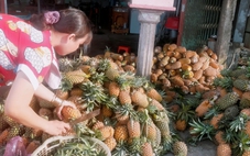 Giá khóm vùng Đồng Tháp Mười chỉ còn 4.500 đồng mỗi ký